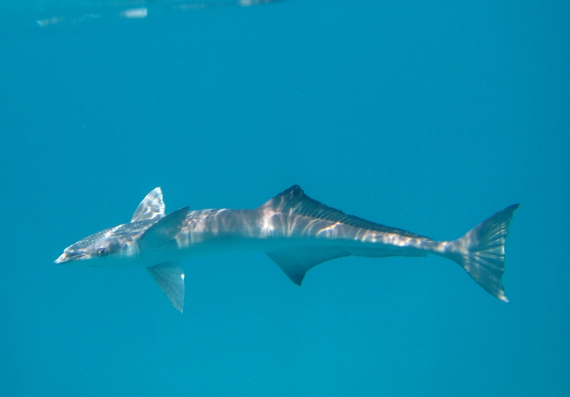 2013USVI-SFA-026.JPG