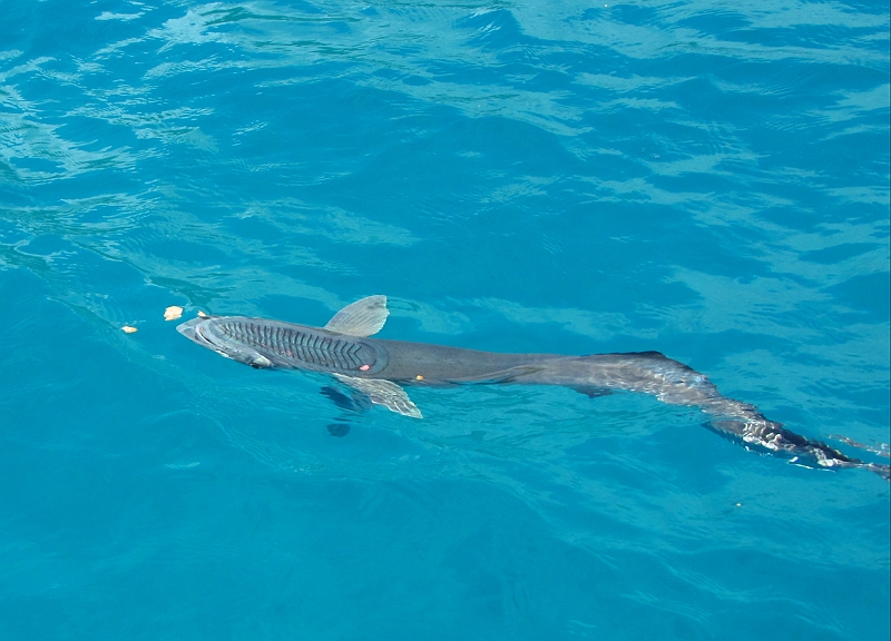 2013USVI-SFA-027.JPG