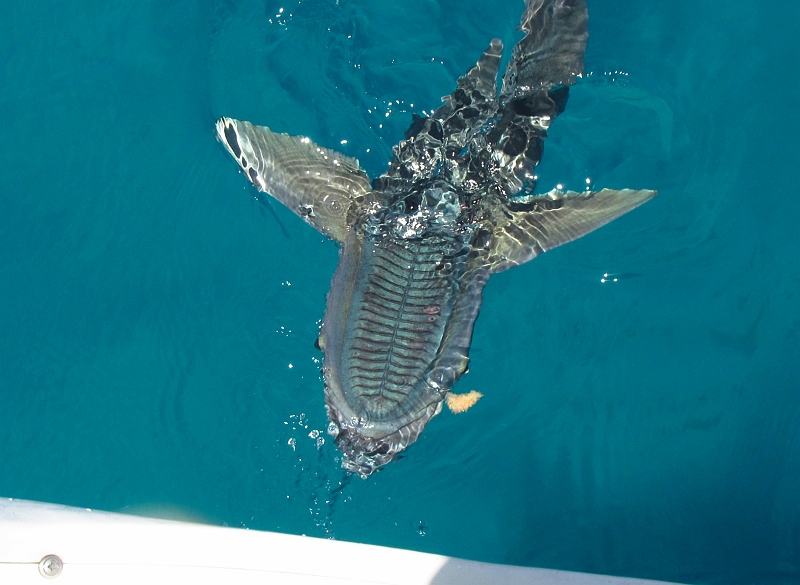 2013USVI-SFA-028.JPG