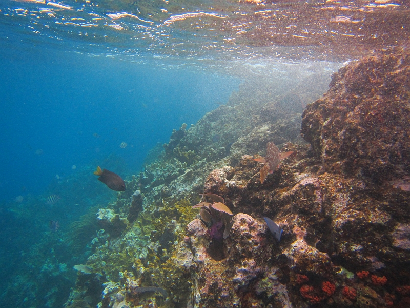 2013USVI-SFA-035.JPG