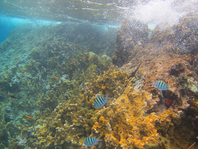 2013USVI-SFA-036.JPG