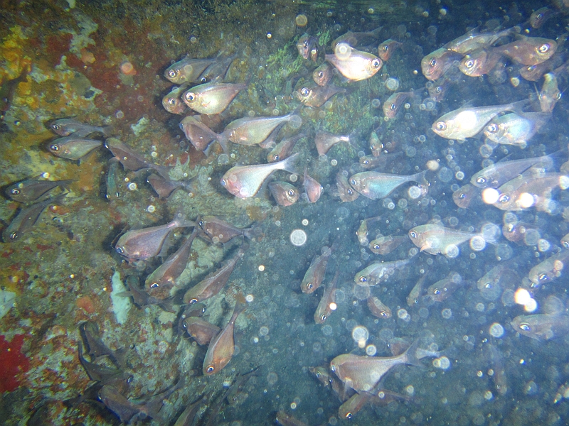 2013USVI-SFA-103.JPG
