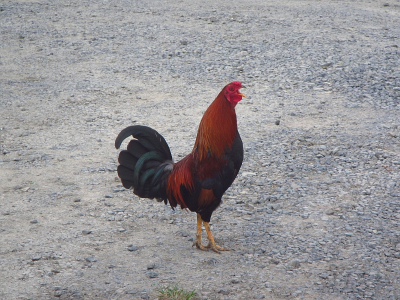 2013USVI-SFA-153.JPG