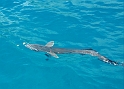 2013USVI-SFA-027