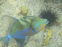 2013USVI-SFA-034